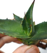 Agave durangensis slightly usato  Napoli