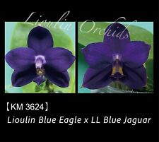 Phal lioulin blue for sale  Portland