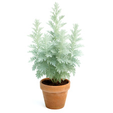 3000 wormwood absinthe for sale  Greenville