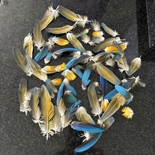 Macaw parrot blue for sale  ILMINSTER