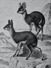 C1894 antique print for sale  UK