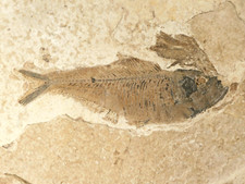 Big diplomystus fish for sale  Salt Lake City