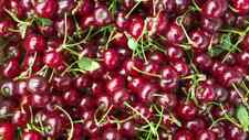 Morbida zingara prunus usato  Spedire a Italy