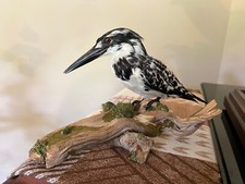 Taxidermy pied kingfisher for sale  BRIDPORT