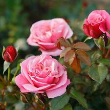 Edelrosen vielen sorten gebraucht kaufen  Elmshorn