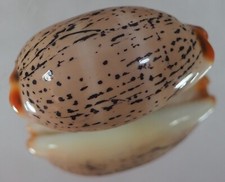 Cypraea isabellamexicana top usato  Italia
