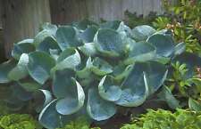 Hosta abiqua drinking for sale  MARKET RASEN