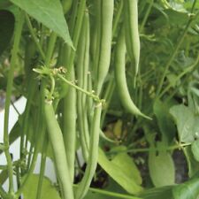 Haricot vert contender d'occasion  Verdun