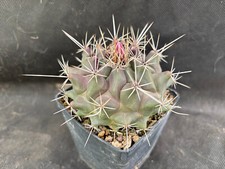 Thelocactus rinconensis vivaio usato  Massafra