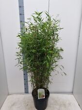 Fargesia red dragon for sale  EGHAM