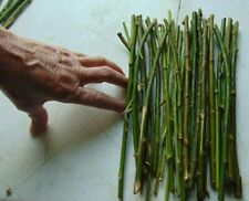 Thin hybrid willow for sale  Russell