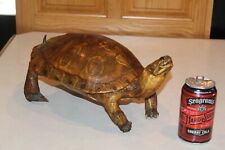 Oddity real turtle for sale  Brandon