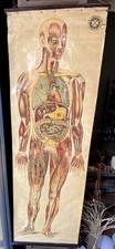 Vintage original anatomical for sale  CORSHAM