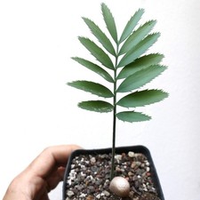 Encephalartos nubimontanus var d'occasion  Expédié en France