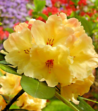Rhododendron yellow nancy for sale  NORTHWICH