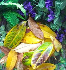 Terrarium vivarium substrate for sale  WINDERMERE