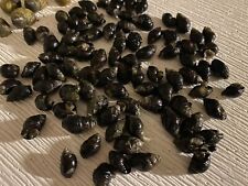 300 nassarius saltwater for sale  USA