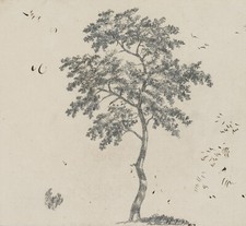 Graimberg baumstudie 1800 gebraucht kaufen  Frankfurt am Main