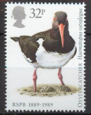 Eurasian Oystercatcher Haematopus ostralegus pássaro GB 1989 MNH selo perfeito D295 comprar usado  Enviando para Brazil