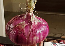 Cipolla rossa gigante usato  Reggio Calabria