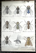 Docteur auzoux affiche d'occasion  Argenteuil