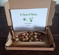 Organic snowdrop bulbs for sale  BEVERLEY