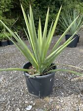 Yucca faxoniana litre for sale Yucca faxoniana litre for sale  ASHFORD