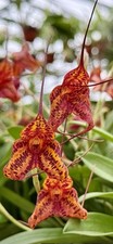 Masdevallia fire leopard gebraucht kaufen  Augsburg