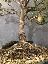 Bonsai ulivo usato  Bologna