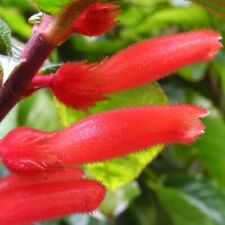 Beautiful rare columnea for sale  San Francisco