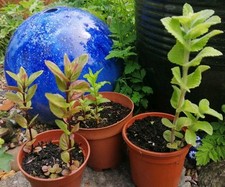 mint plant for sale mint plant for sale SWADLINCOTE