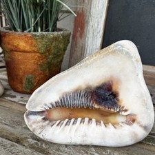 Large horned queen for sale  Ripley