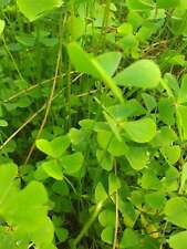 Marsilea quadrifolia marginal for sale  MARKET RASEN