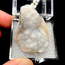 White fossil agatized for sale  Palm Harbor