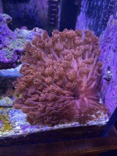 Wysiwyg red goni for sale  Mesa