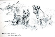 Rabbit hunting dogs for sale  Brooklyn