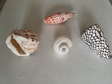 Attraktive muschelsammlung hoc gebraucht kaufen  Neustadt