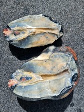 Roter feuerstein helgoland gebraucht kaufen  Helgoland