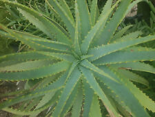 Pianta aloe arborescens usato  Sassari