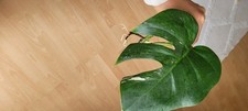 Monstera variegata ableger gebraucht kaufen  Wiesbaden