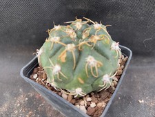 Gymnocalycium denudatum vivaio usato  Massafra