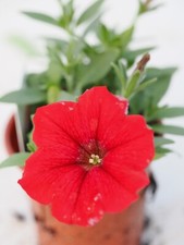 9cm petunia atkinsiana for sale  CARMARTHEN