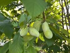 Pawpaw tree 8in for sale  Tazewell