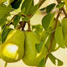 Alberi frutto pero usato  Terlizzi
