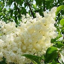 Japanese lilac ivory for sale  Vancouver