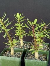 Fouquieria purpusii seedlings for sale  Goleta