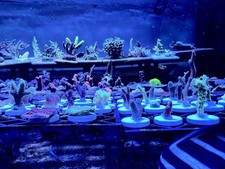 Wyswyg easy montipora for sale  BURNHAM-ON-SEA