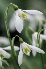 Galanthus babraham scented for sale  BURY ST. EDMUNDS
