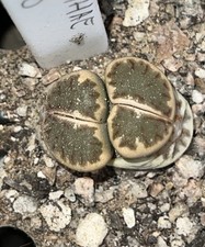 Lithops dorotheae c300 for sale  BRIDGWATER