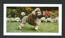 Poodle miniature 1961 for sale  COLEFORD